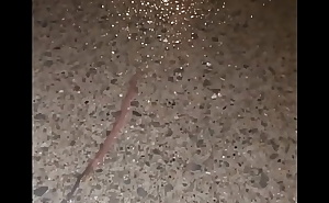 Daydreaming to the sound of rain asmr while watching worm crawl away from camera on wet ground